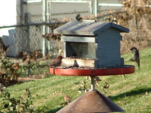 karmnik dla ptaków