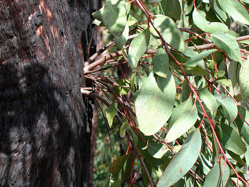 eukaliptus, drewno eukaliptusowe