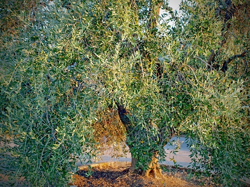 oliwka europejska, drewno oliwkowe