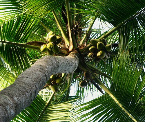 palma kokosowa, drewno palmowe