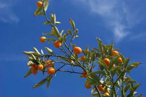 drzewko pomarańczowe
