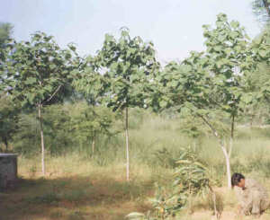 Gmelina arborea, Gamhar, drewno egzotyczne