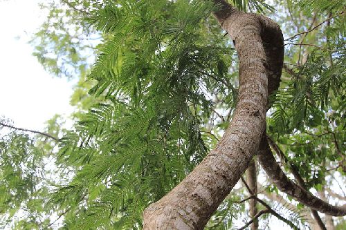 anadenanthera colubrina, drewno egzotyczne