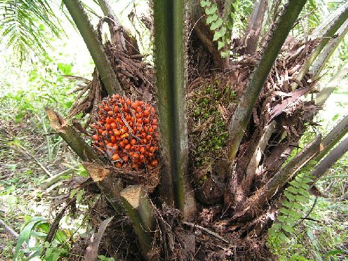 olej palmowy, dary natury